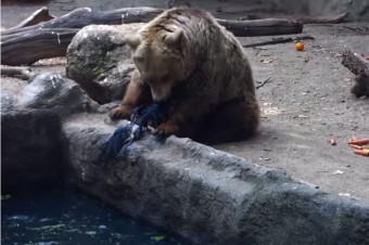 Bear Saves Crow From Drowning
