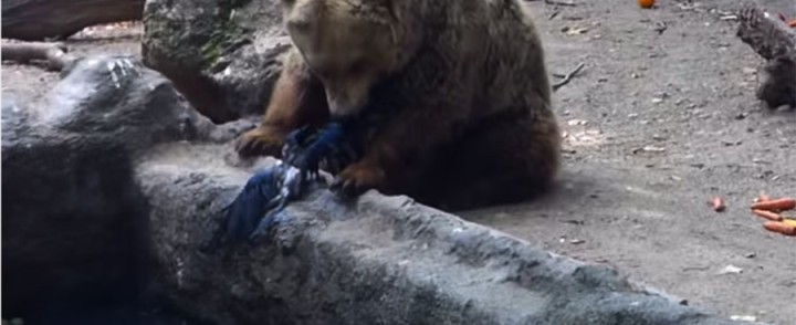 Bear Saves Crow From Drowning