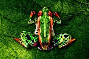 Look Close, That Is Not Just Any Frog.  Amazing Body Art