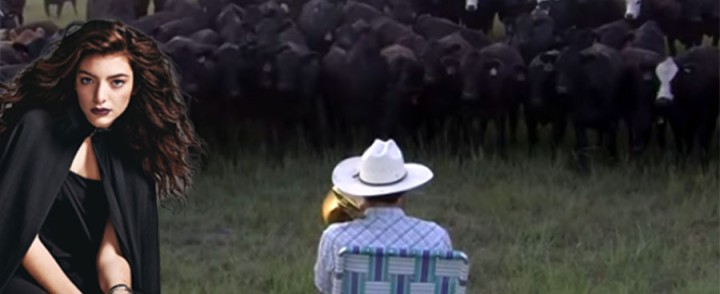 Watch What Happens When A Bunch Of Cows Hear Royals By Lorde