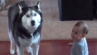 Baby Talks To Husky