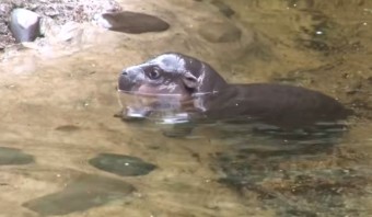Pygmy Hippo Goes Swimming