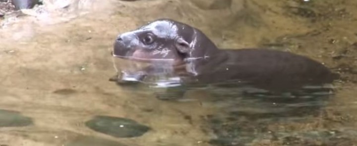 Pygmy Hippo Goes Swimming