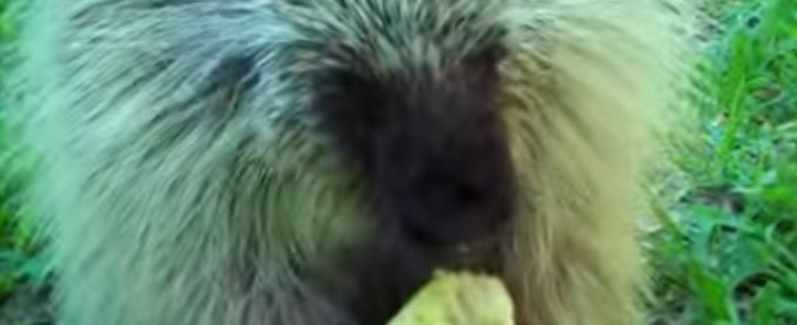 Meet Teddy The Porcupine